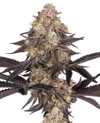 Black Cherry Reserve Feminized Seeds