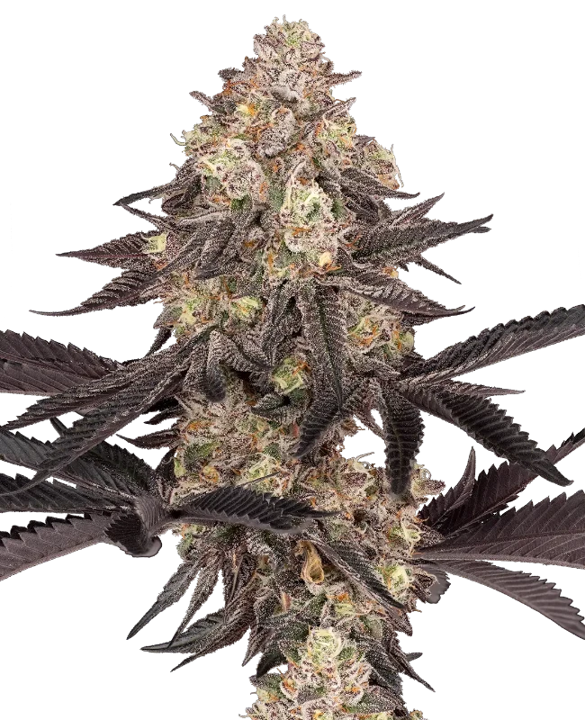 Black Cherry Reserve Feminized Seeds