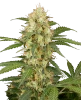 Candy Apples Automatic Seeds