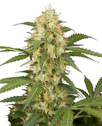 Candy Apples Automatic Seeds