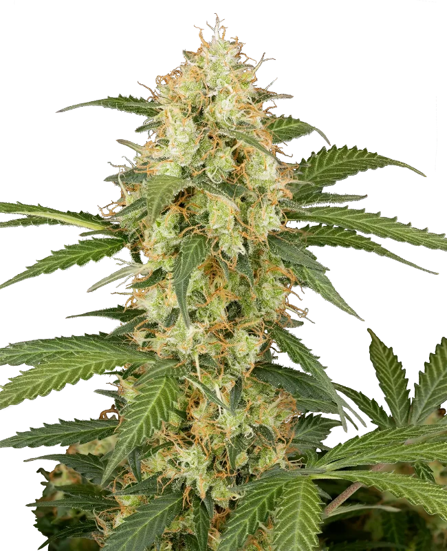 Candy Apples Automatic Seeds