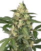 Copenhagen Sour Automatic Seeds