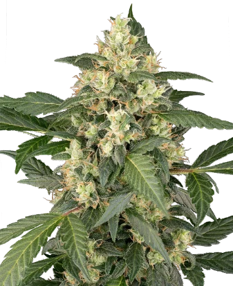Copenhagen Sour Automatic Seeds