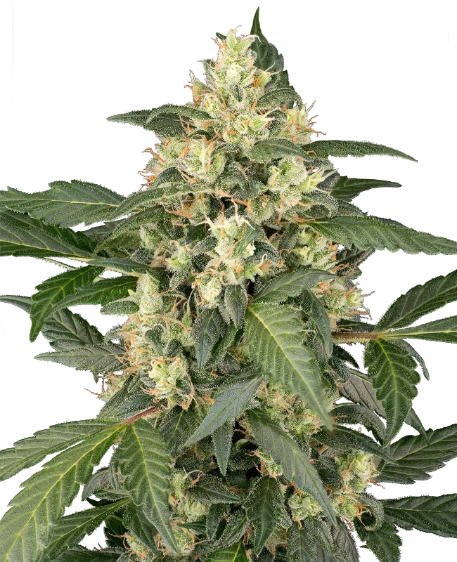 Copenhagen Sour Automatic Seeds