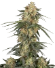 Tangerine Splash Automatic Seeds