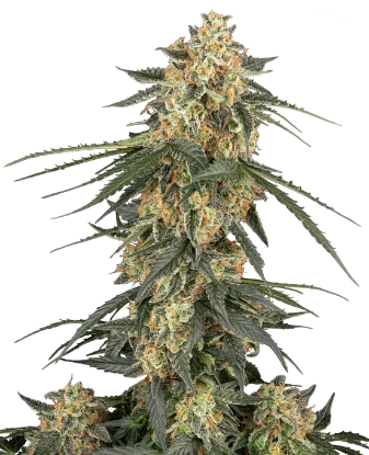 Tangerine Splash Automatic Seeds
