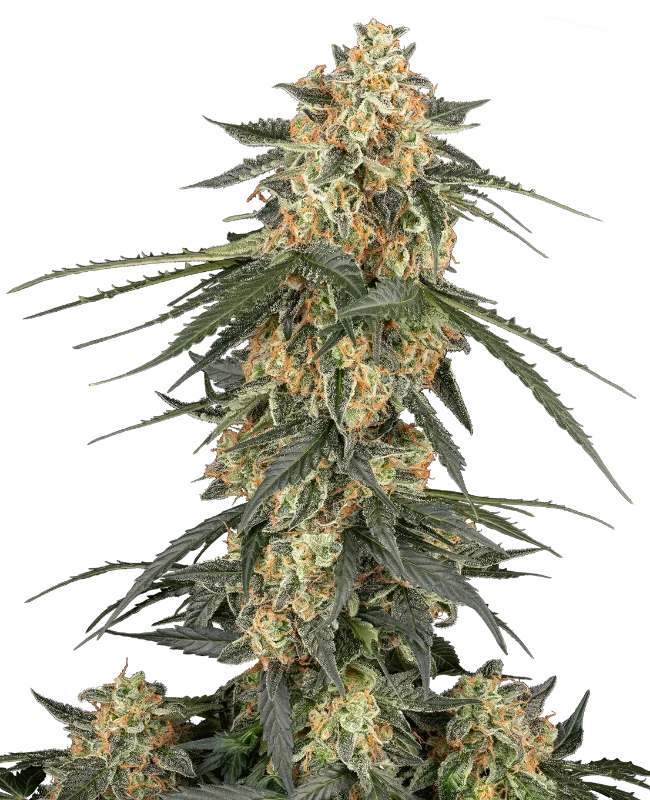 Tangerine Splash Automatic Seeds