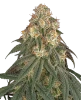 Black Romanov Feminized Seeds