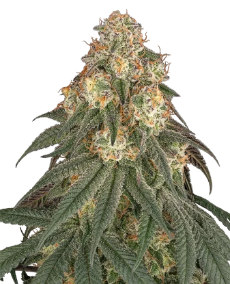 Black Romanov Feminized Seeds