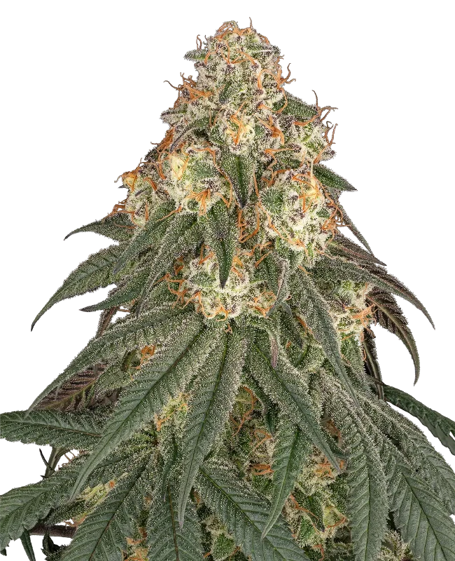 Black Romanov Feminized Seeds