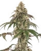Honey Pot Feminized Seeds