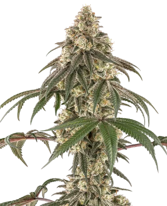 Honey Pot Feminized Seeds
