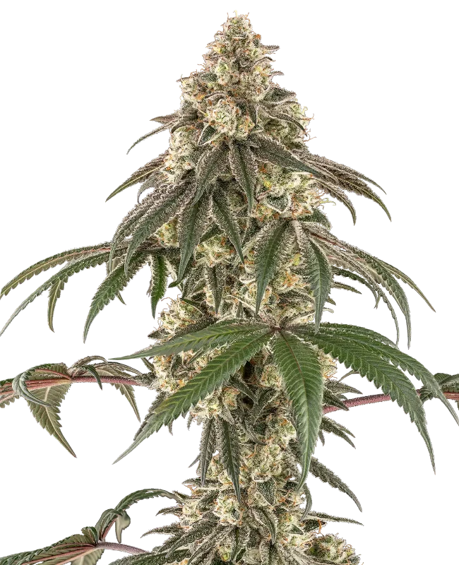 Honey Pot Feminized Seeds