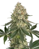 Papaya Spritzer Feminized Seeds