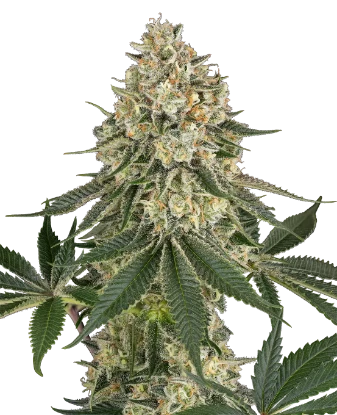 Papaya Spritzer Feminized Seeds