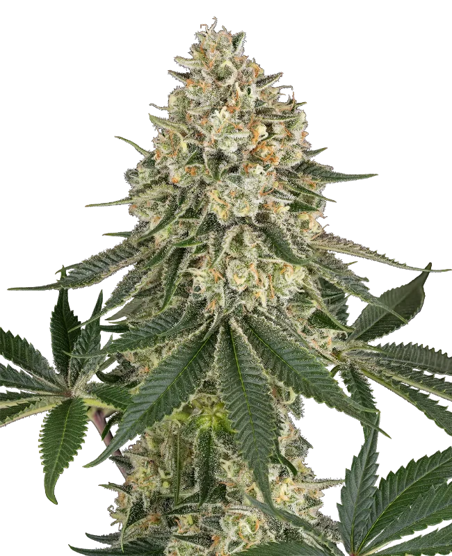 Papaya Spritzer Feminized Seeds