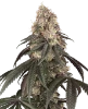 Red Bottoms Feminized Seeds