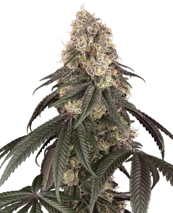 Red Bottoms Feminized Seeds