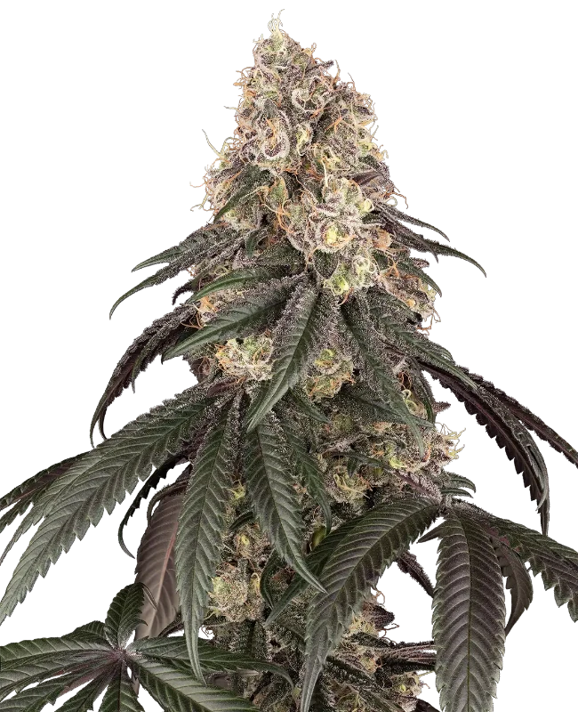 Red Bottoms Feminized Seeds