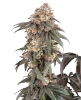 Gasoline Sherblato Feminized Seeds