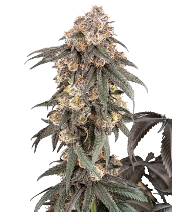 Gasoline Sherblato Feminized Seeds