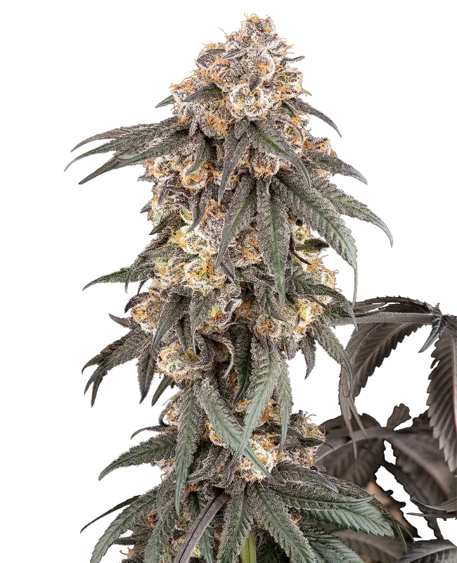 Gasoline Sherblato Feminized Seeds