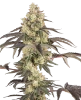 Jealousy Glaze Feminized Seeds