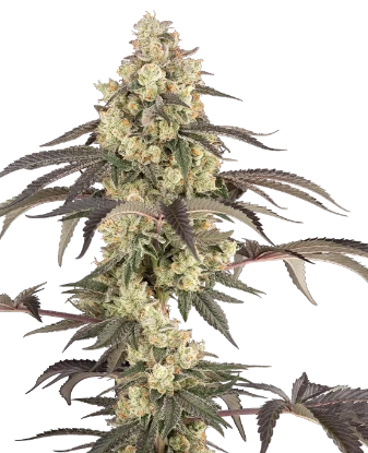 Jealousy Glaze Feminized Seeds
