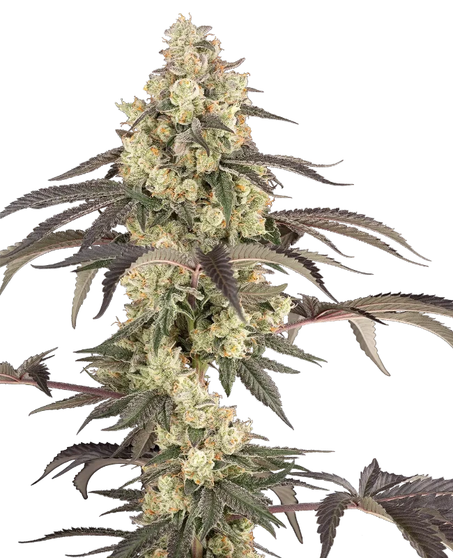 Jealousy Glaze Feminized Seeds