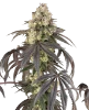 Sour Sherb Feminized Seeds