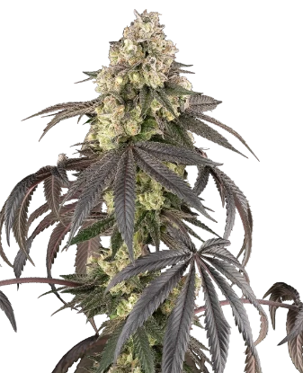 Sour Sherb Feminized Seeds