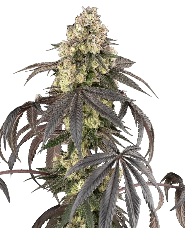 Sour Sherb Feminized Seeds