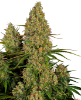 Sticky Orange XXL Automatic Seeds