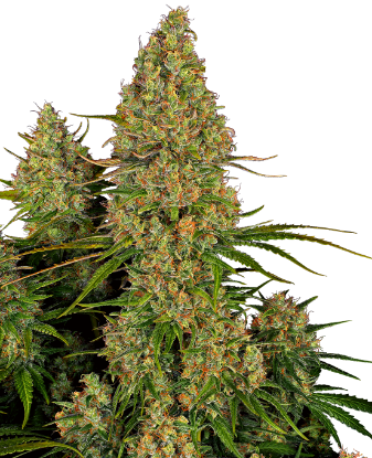 Sticky Orange XXL Automatic Seeds