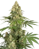 Sticky Orange XXL Feminized Seeds