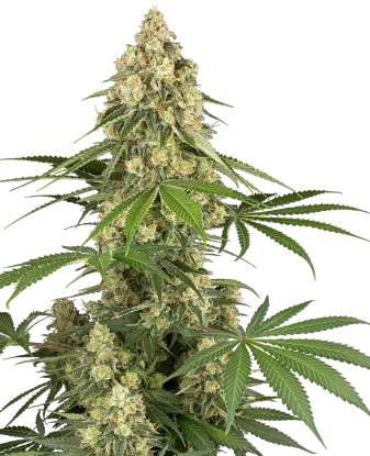 Sticky Orange XXL Feminized Seeds