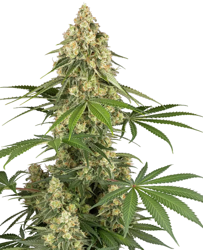 Sticky Orange XXL Feminized Seeds