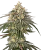 Cherry Gas Feminized Seeds