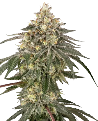 Cherry Gas Feminized Seeds