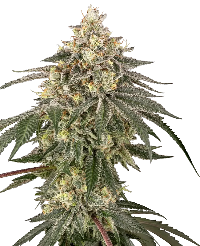 Cherry Gas Feminized Seeds