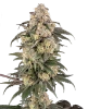 Chocolate Bananza Feminized Seeds