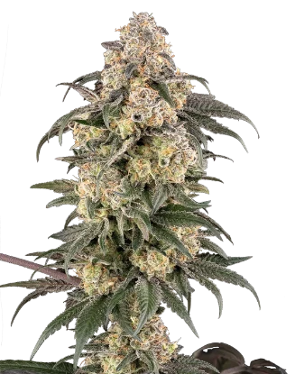 Chocolate Bananza Feminized Seeds