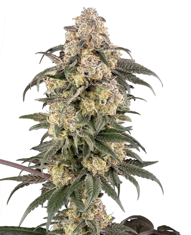 Chocolate Bananza Feminized Seeds