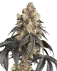 Purple Panties Feminized Seeds