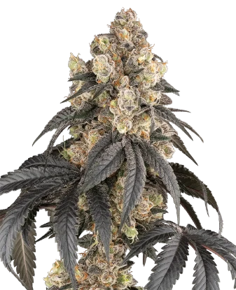 Purple Panties Feminized Seeds
