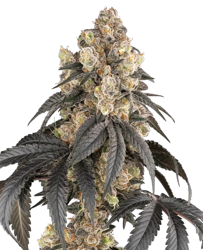 Purple Panties Feminized Seeds