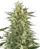 Mighty Dwarf Automatic Seeds