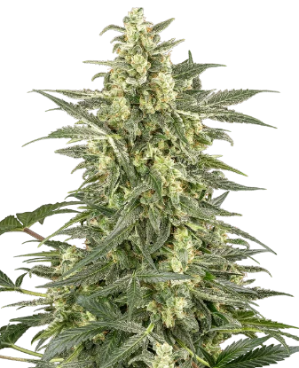 Mighty Dwarf Automatic Seeds