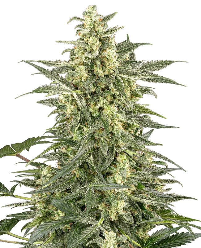 Mighty Dwarf Automatic Seeds