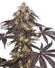 Pomegranate Rain Feminized